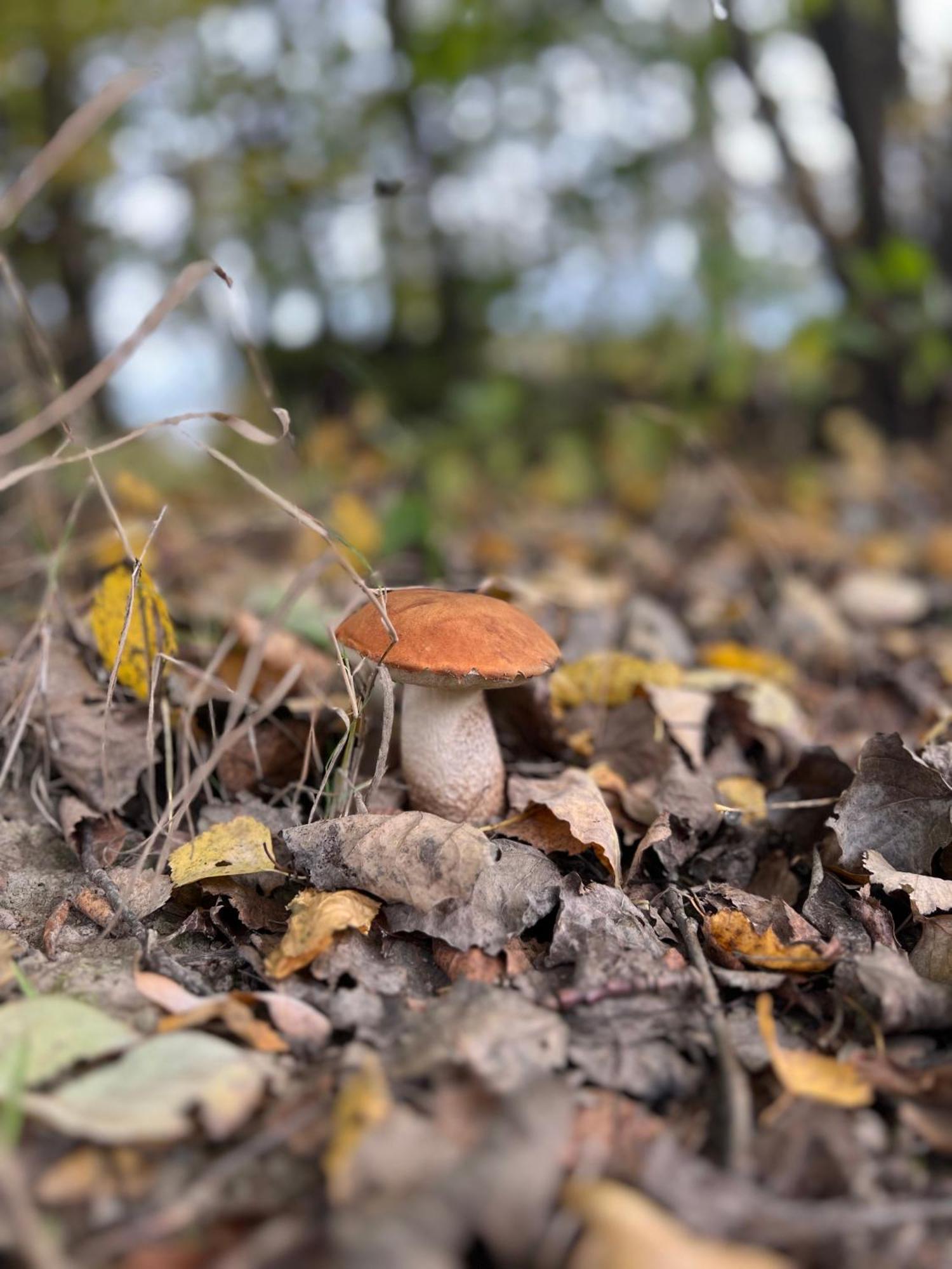 Domek Letniskowy Pod Brzozami Na Roztoczu Wsrod Lasow, Zamosc, Krasnobrod, Zwierzyniec Adamow  Bagian luar foto